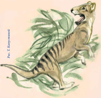 Тасманийскийй тигр