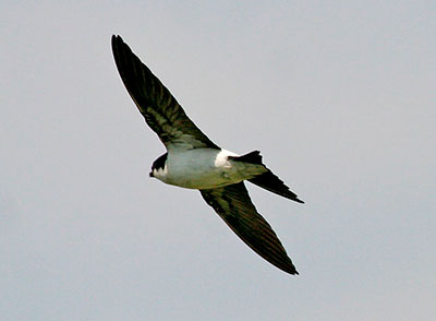 Стриж Стриж